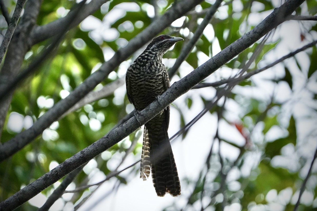Asian Koel - ML646692696
