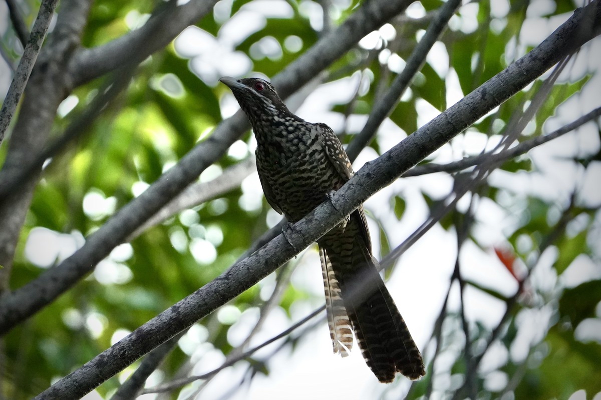 Asian Koel - ML646692697