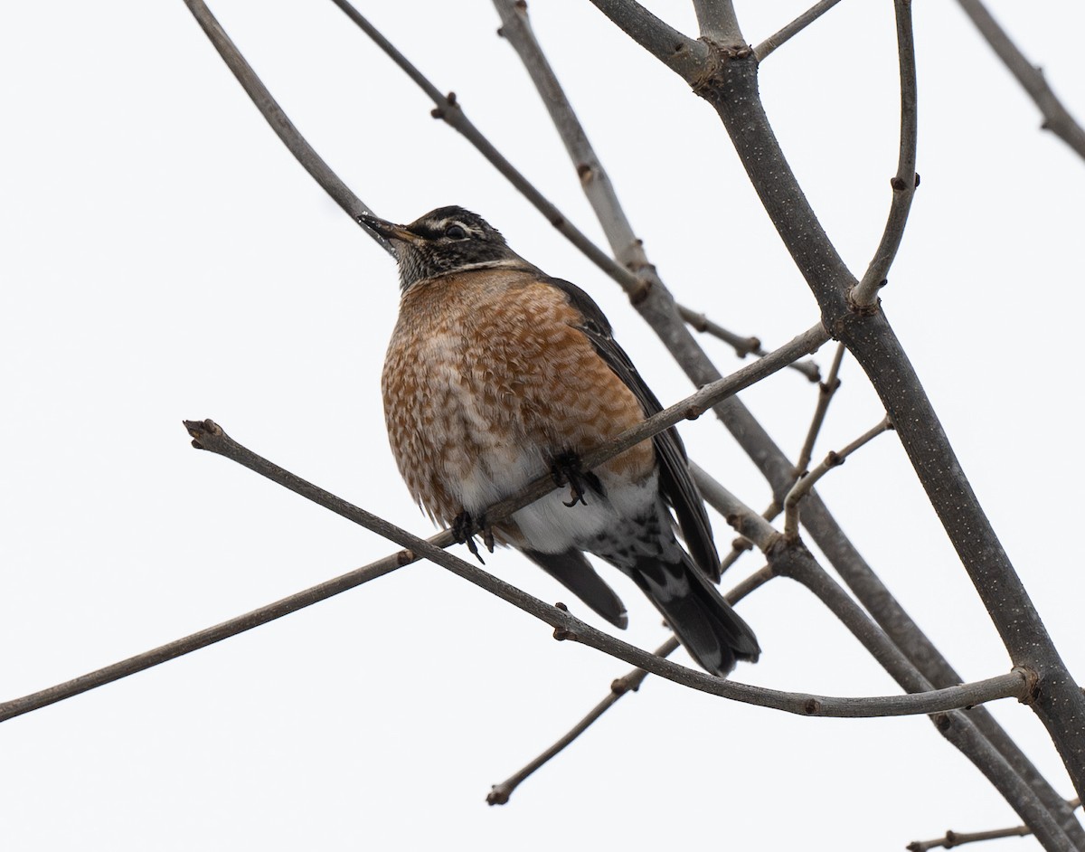 American Robin - ML646692698