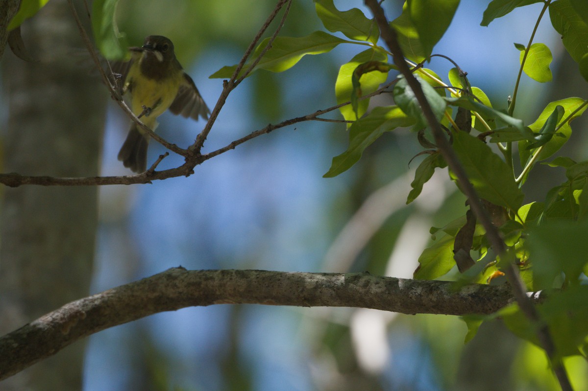 Fairy Gerygone - ML646692701
