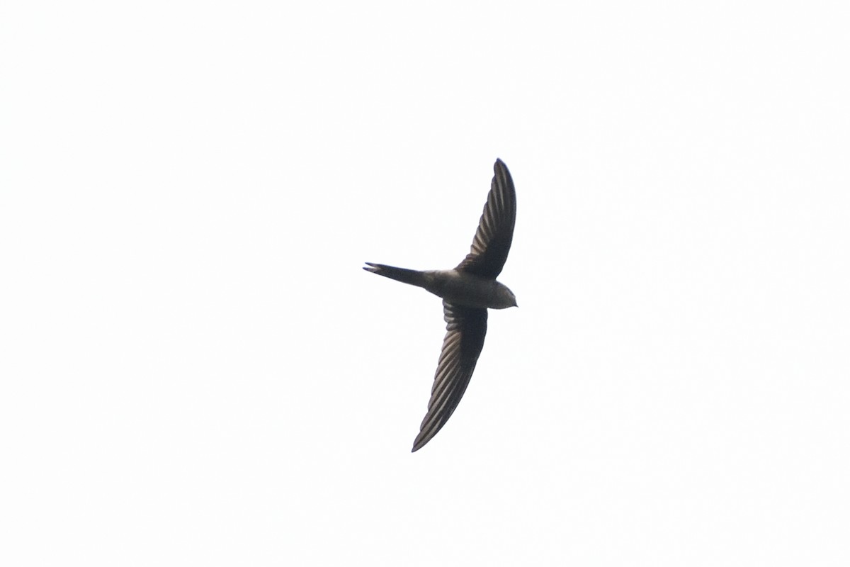 Asian Palm Swift - ML646692705