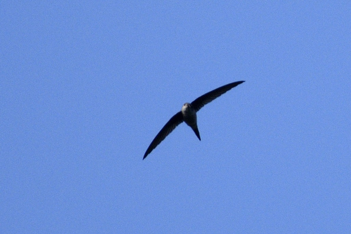 Asian Palm Swift - ML646692706