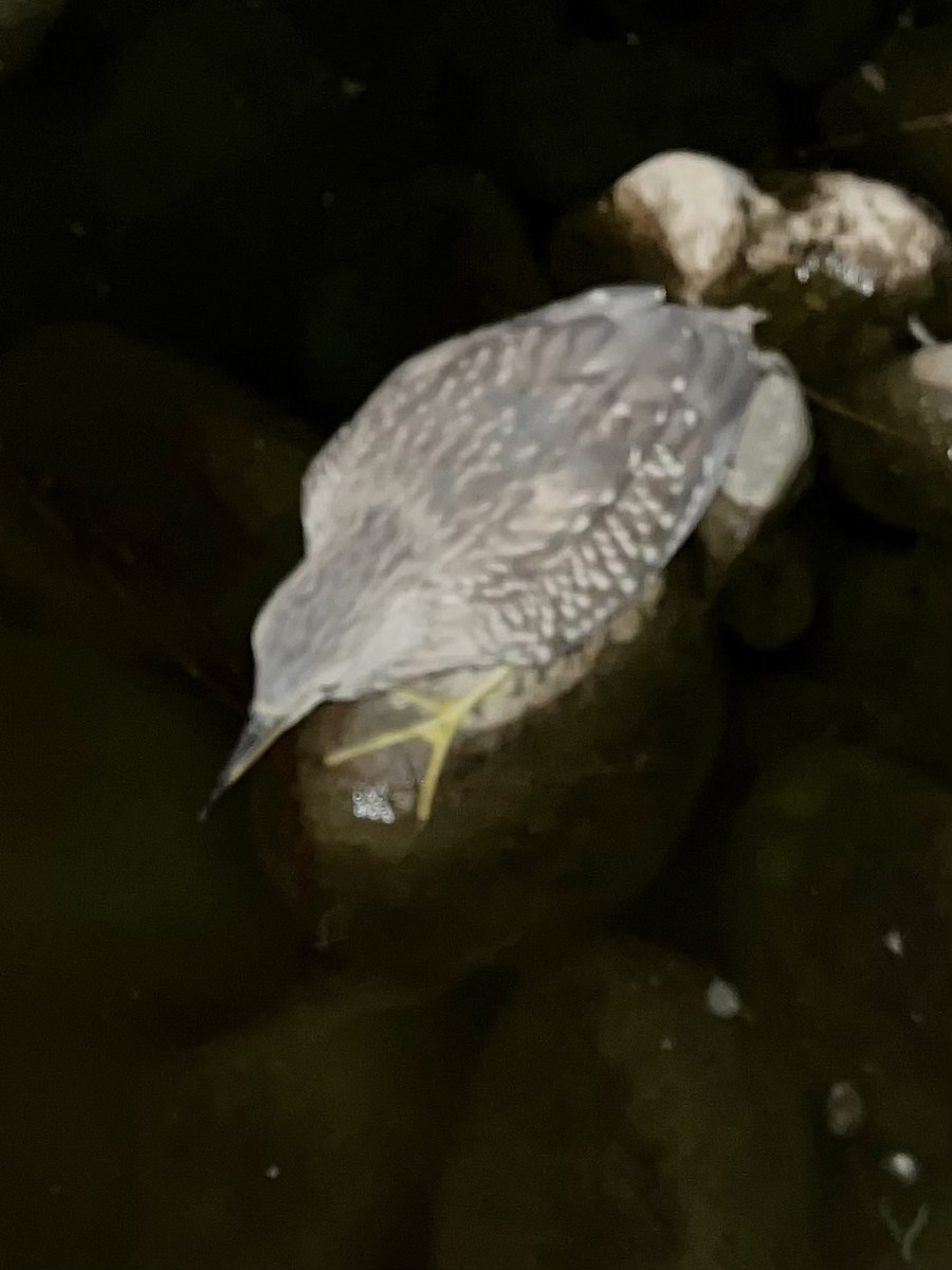 Black-crowned Night Heron - ML646692708