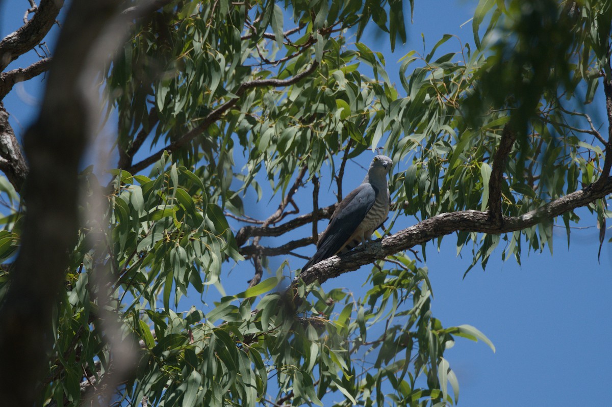 Pacific Baza - ML646692710