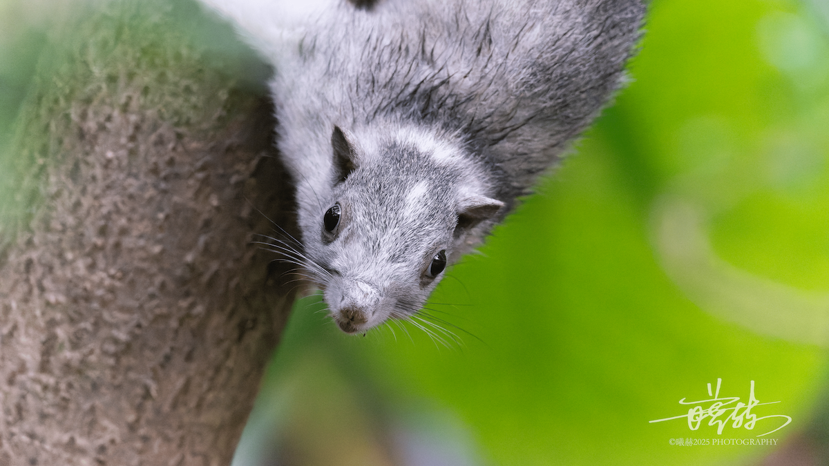 Pallas' Squirrel - ML646692712