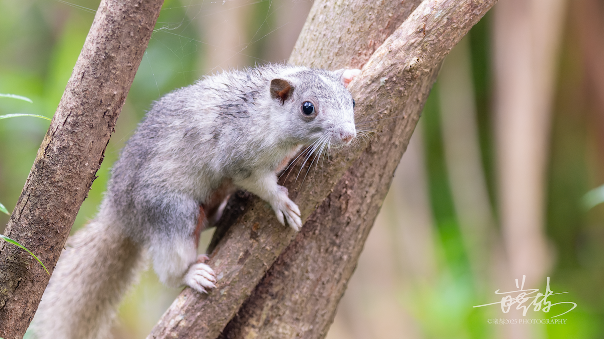 Pallas' Squirrel - ML646692713