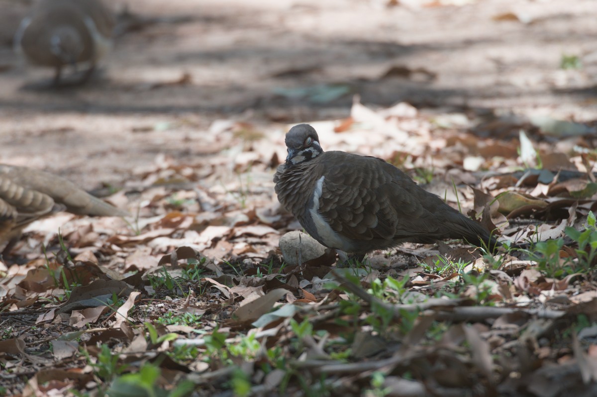 holub písmenkový - ML646692716