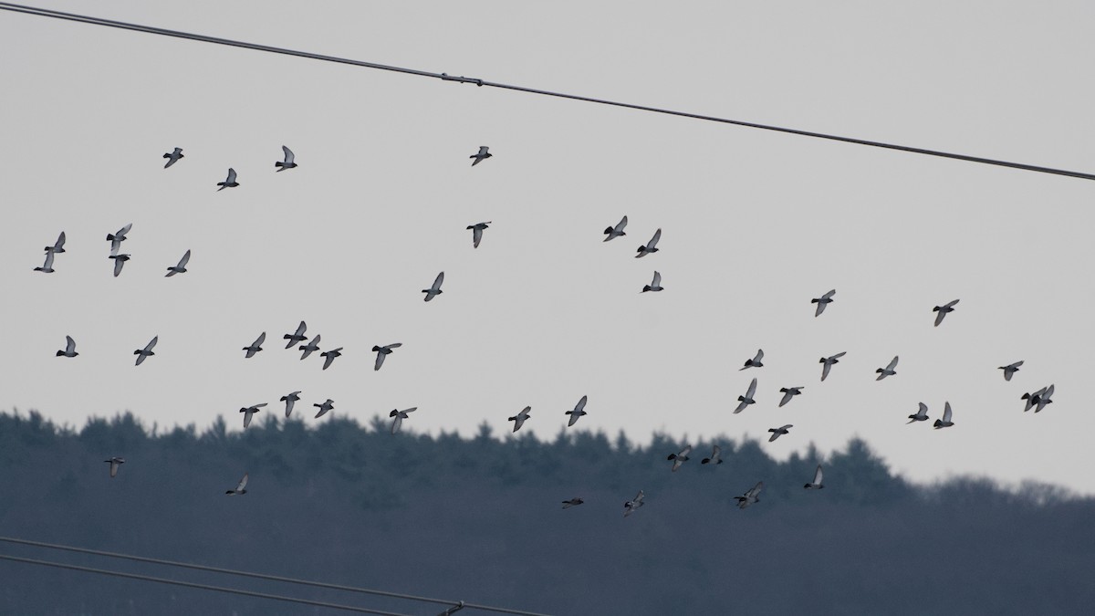 Piccione domestico - ML646692717