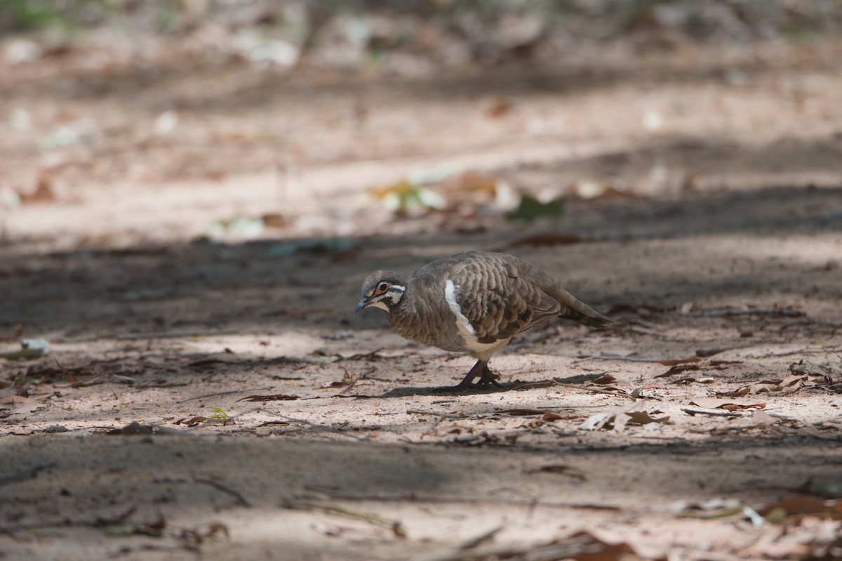 holub písmenkový - ML646692718