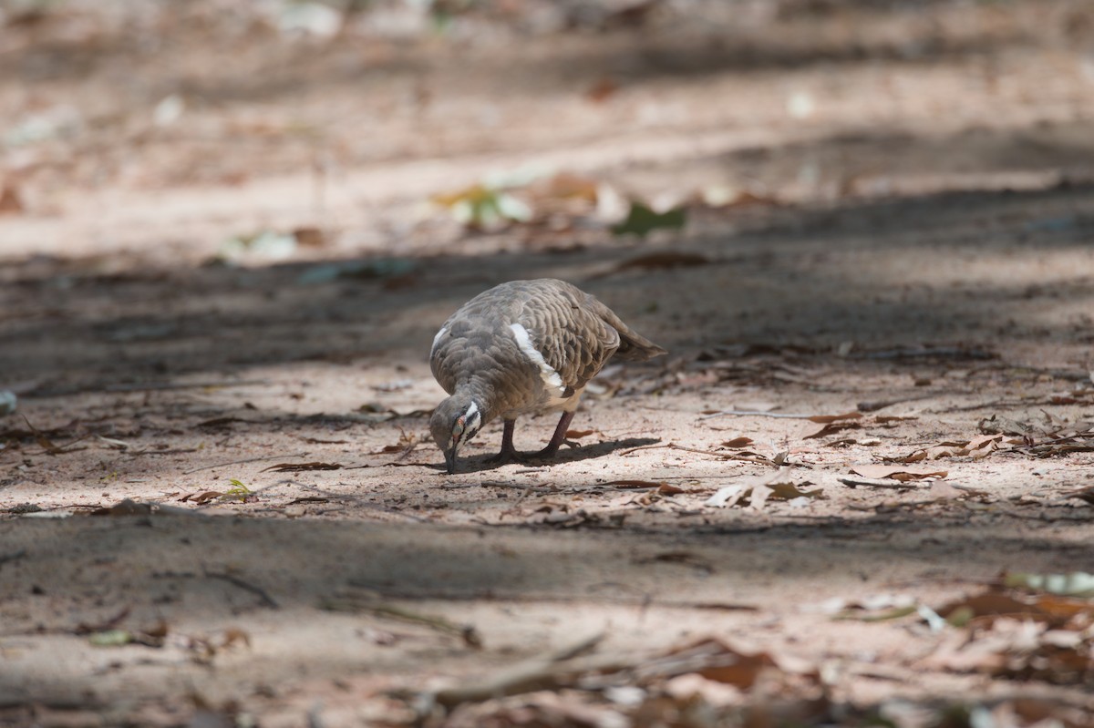 holub písmenkový - ML646692719