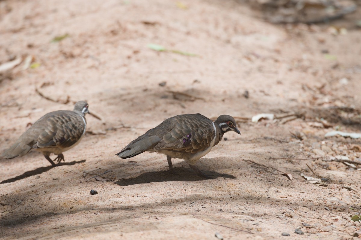 holub písmenkový - ML646692720