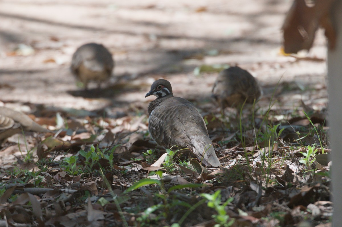 holub písmenkový - ML646692721