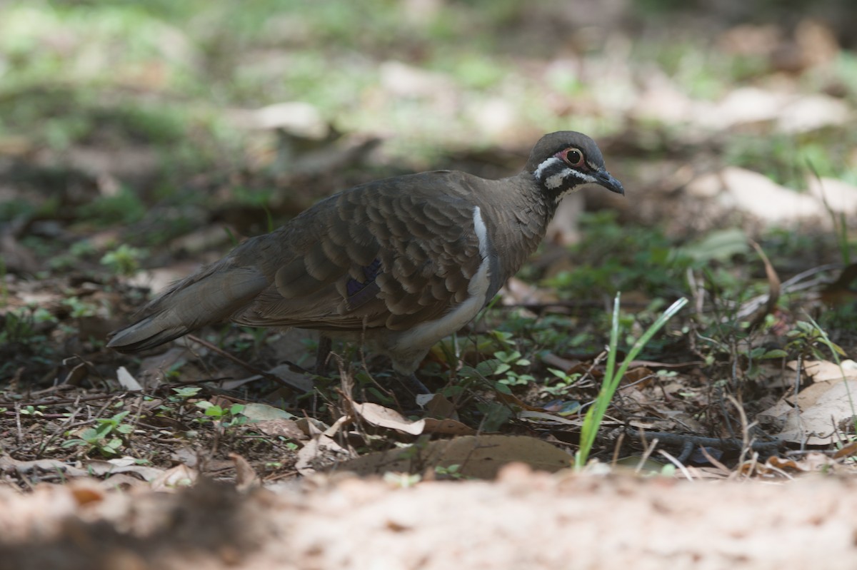 holub písmenkový - ML646692722