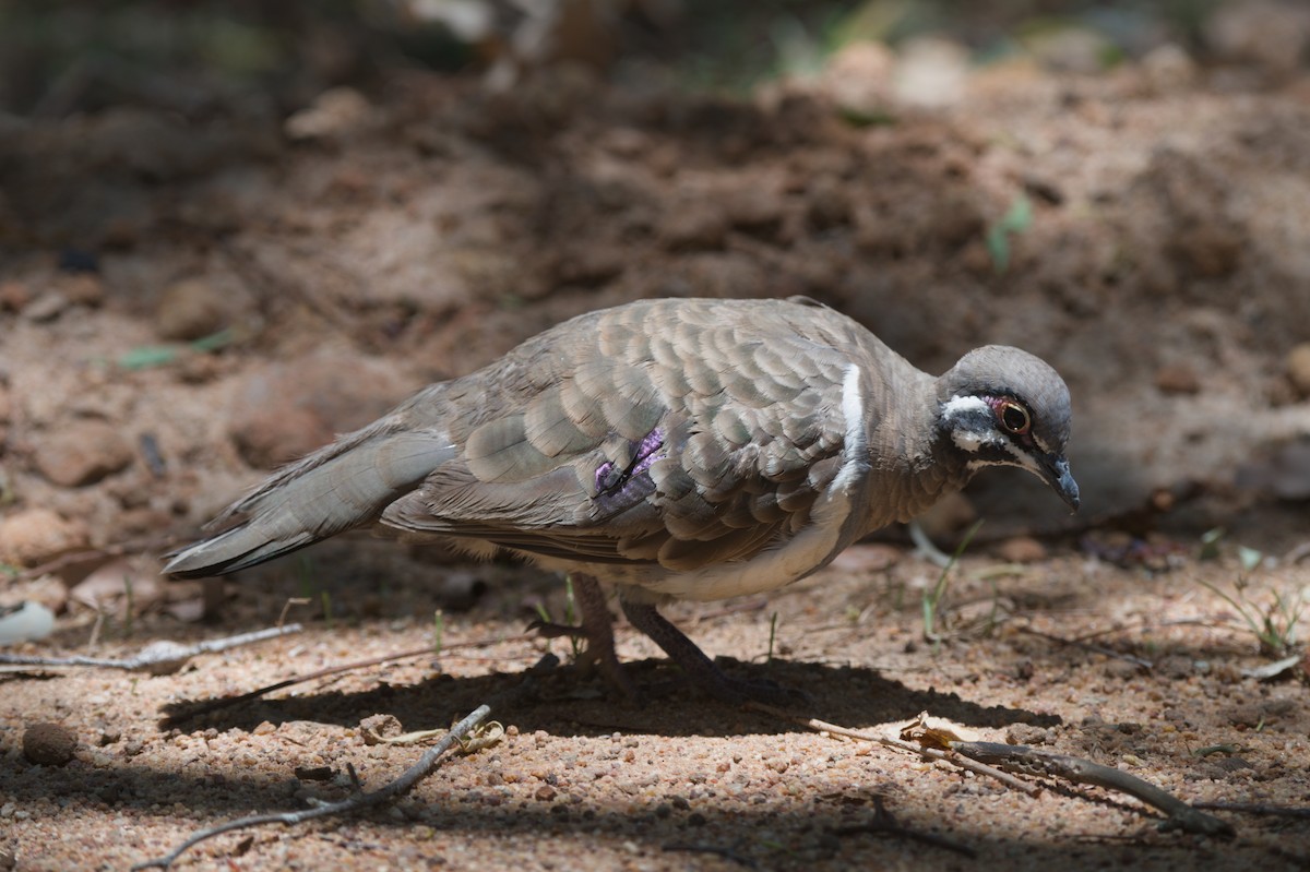 holub písmenkový - ML646692723