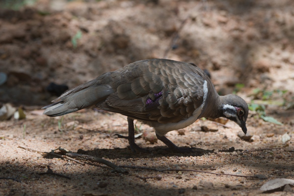 holub písmenkový - ML646692724