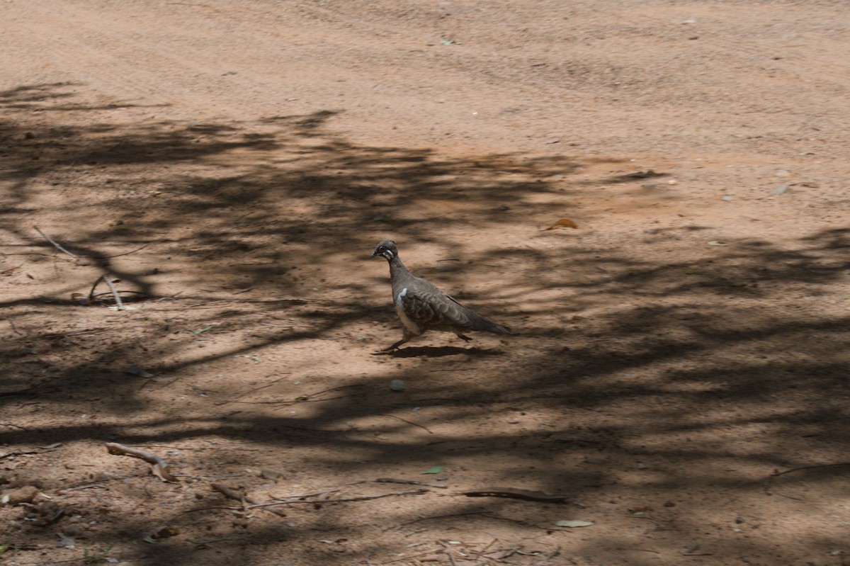 holub písmenkový - ML646692725