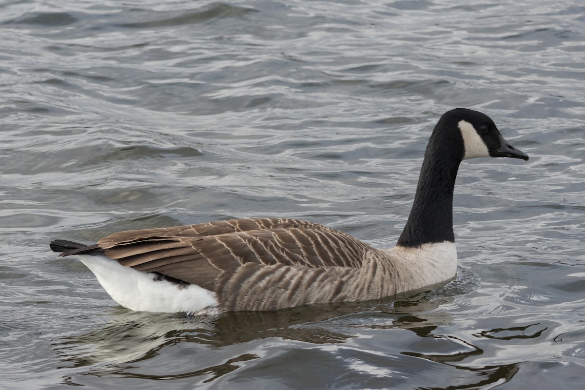 Canada Goose - ML646692726
