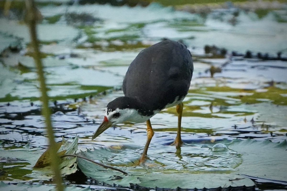 Râle à poitrine blanche - ML646692727