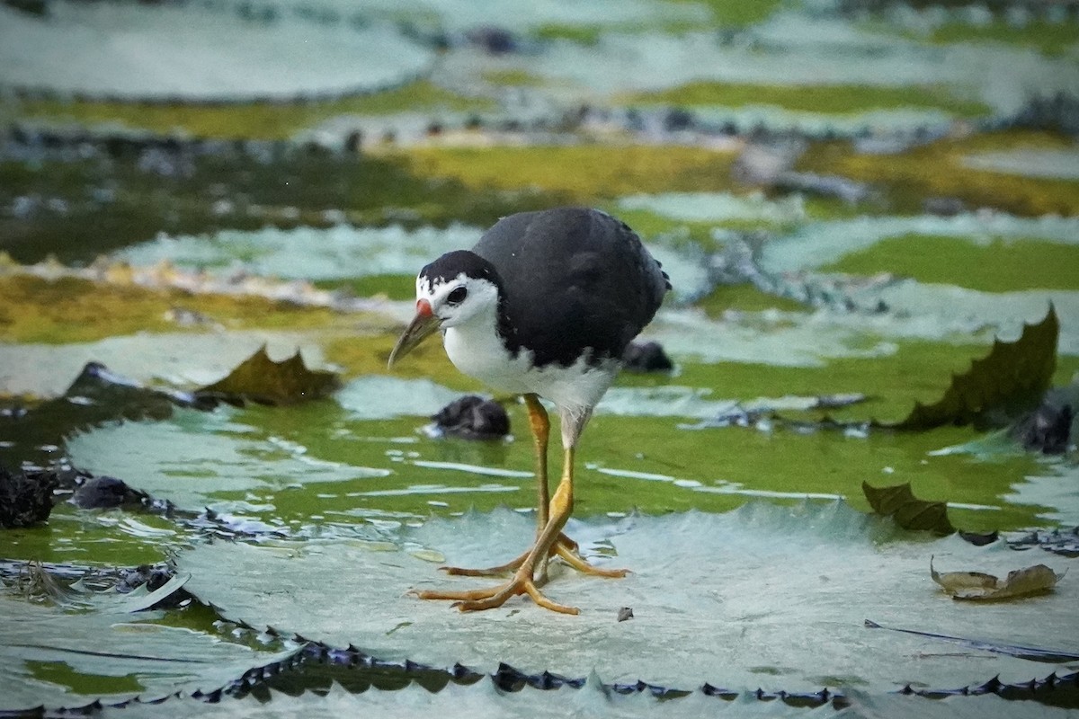 סופית לבנת-חזה - ML646692728