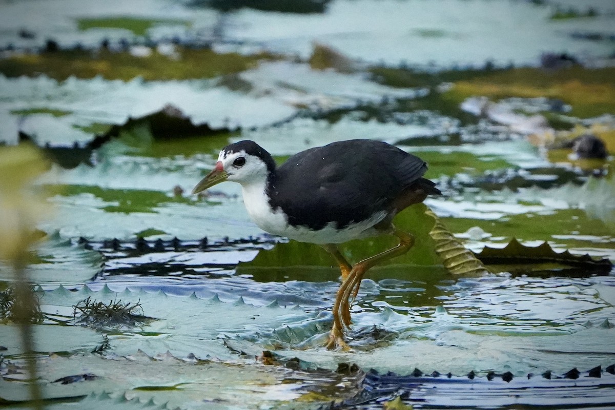 Râle à poitrine blanche - ML646692729
