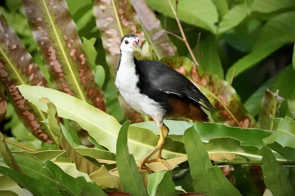 Râle à poitrine blanche - ML646692730