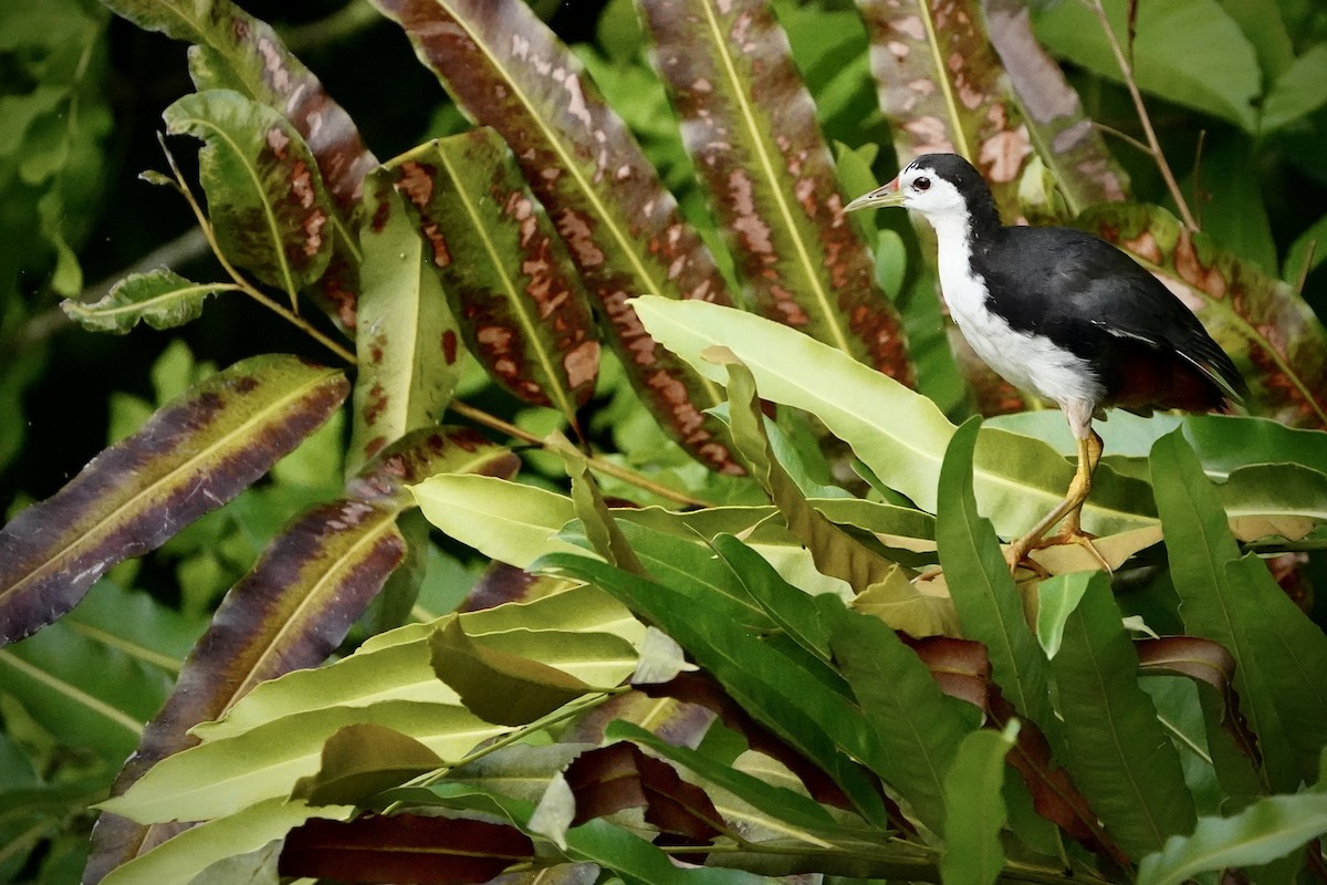 Râle à poitrine blanche - ML646692731