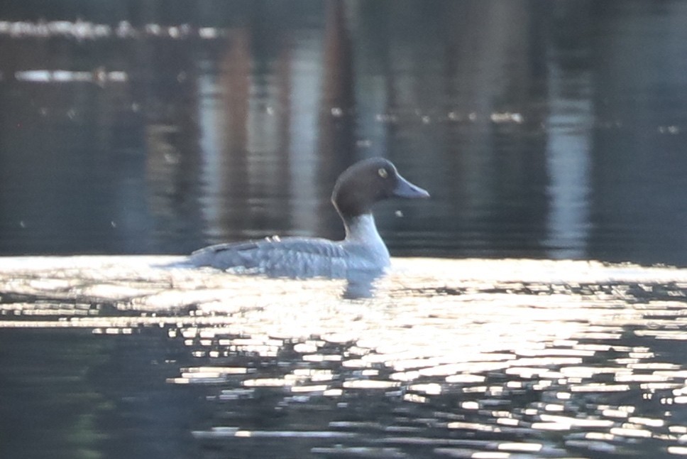 Common Goldeneye - ML646692732