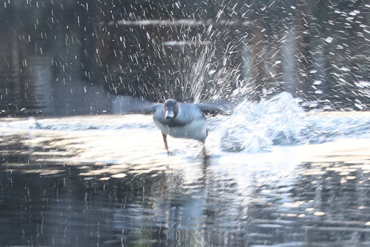 Common Goldeneye - ML646692733