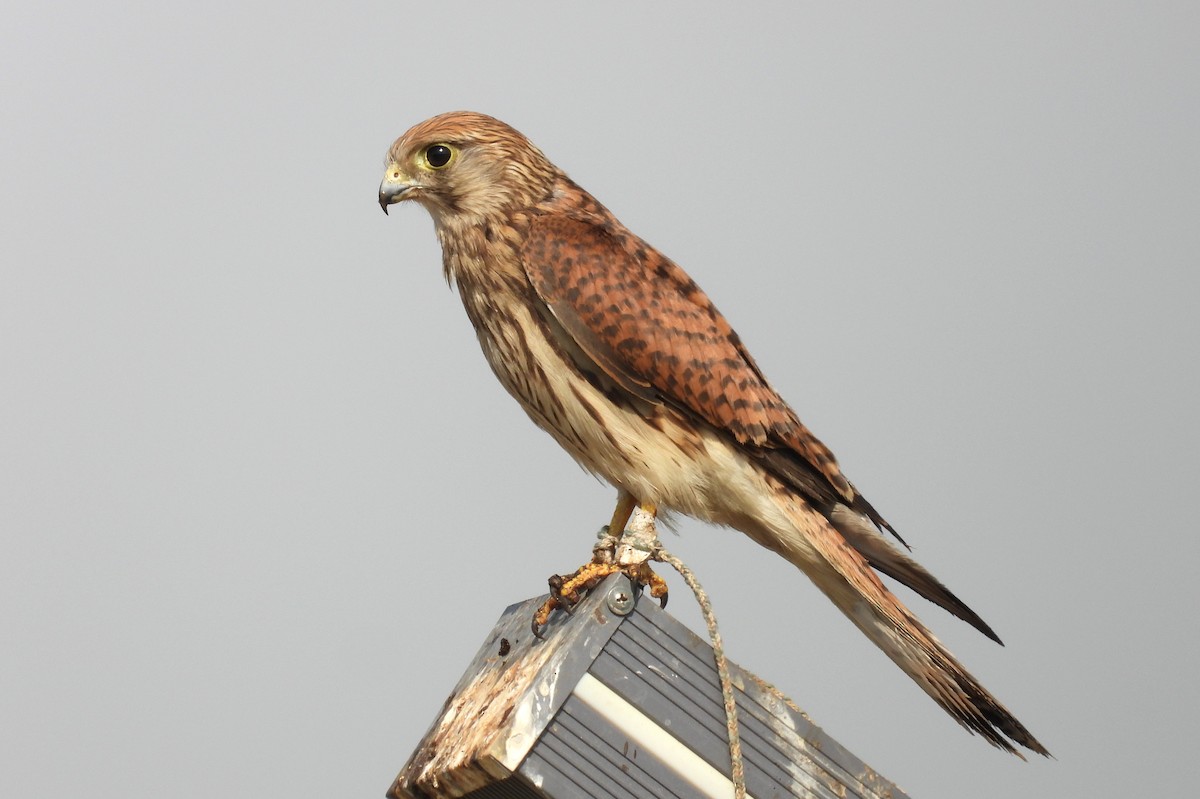 Eurasian Kestrel - ML646692738