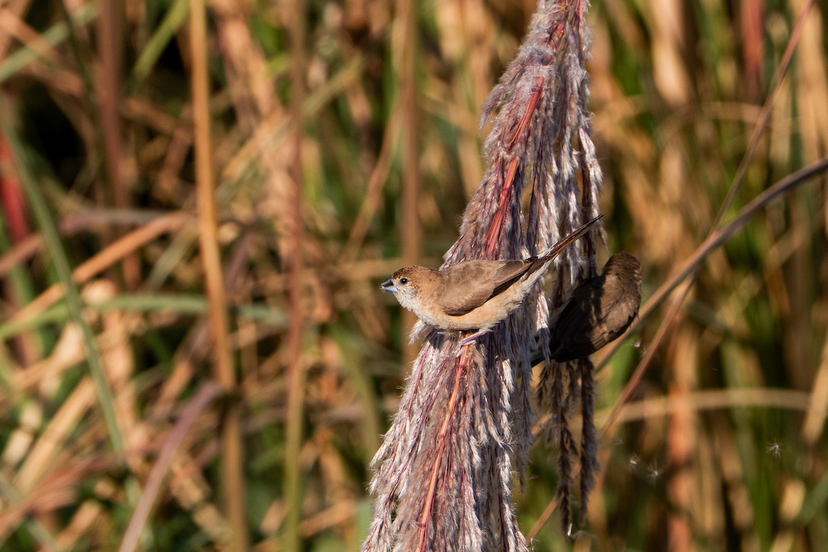 Indian Silverbill - ML646692739