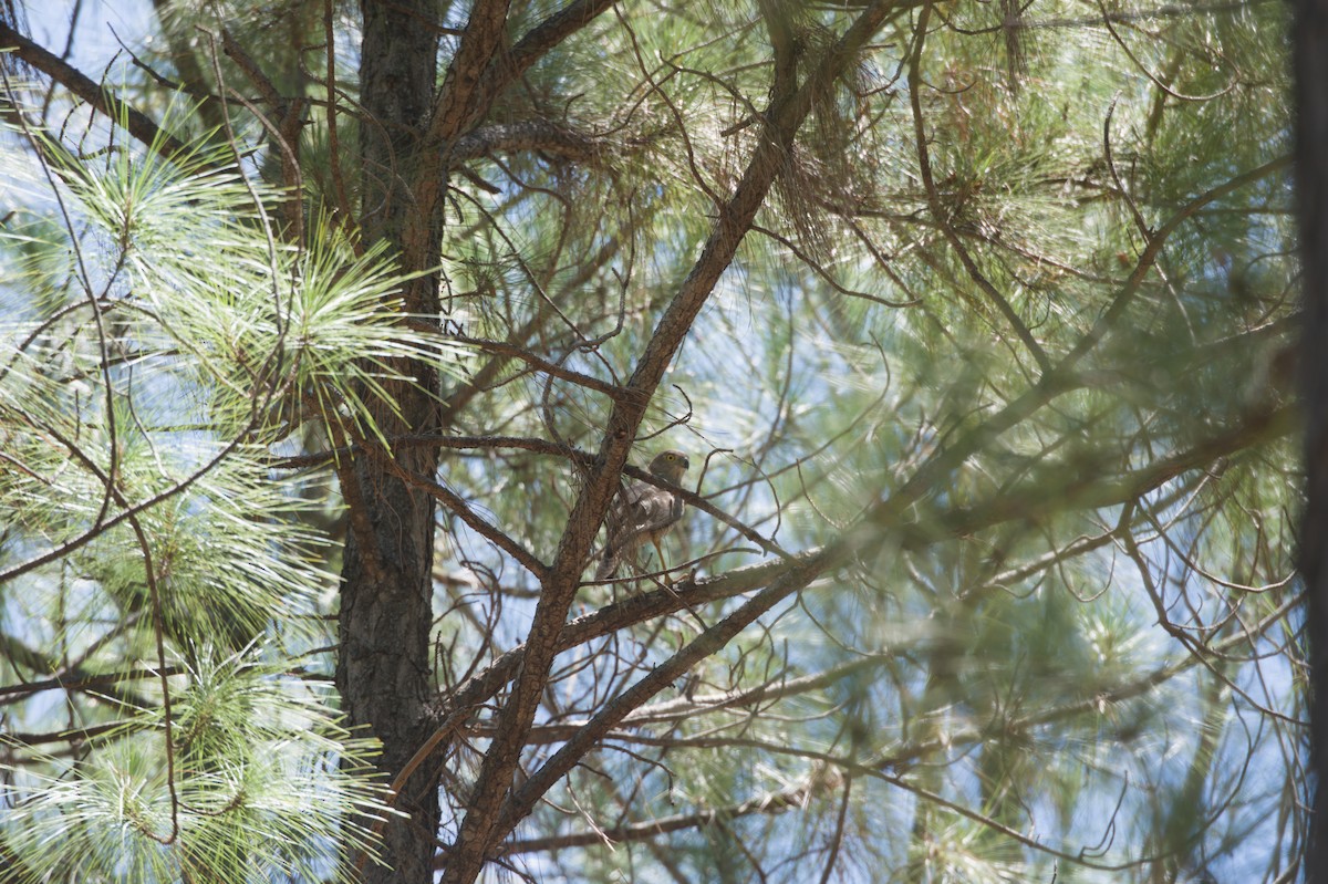 Ошейниковый перепелятник - ML646692743