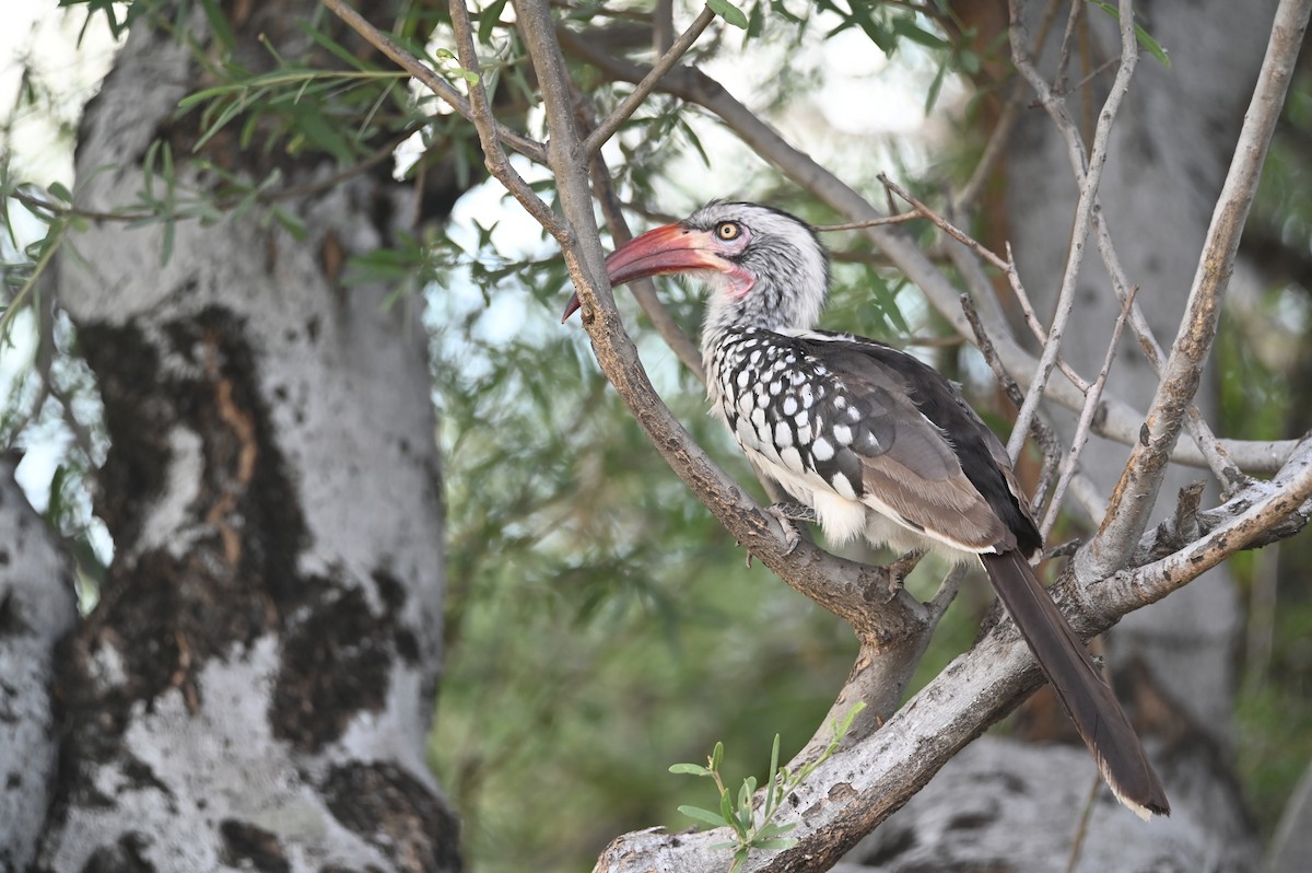 Southern Red-billed Hornbill - ML646692746
