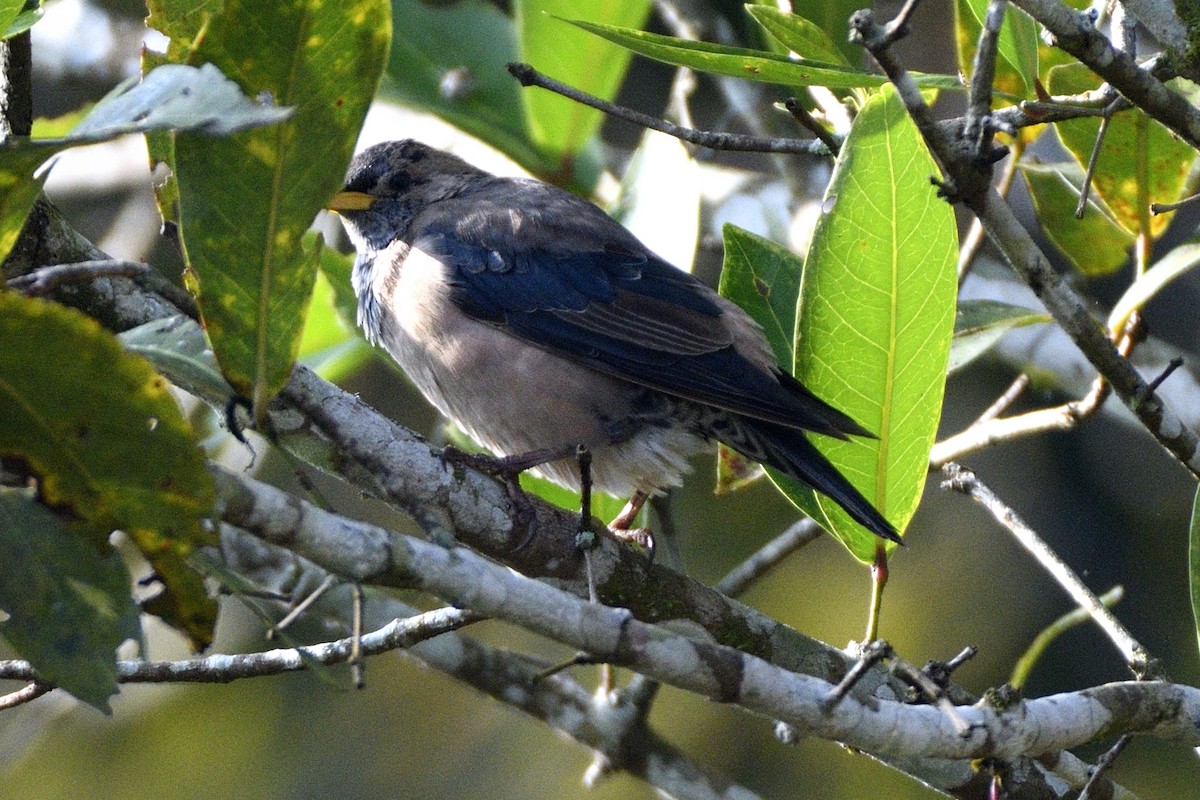 Rosy Starling - ML646692748