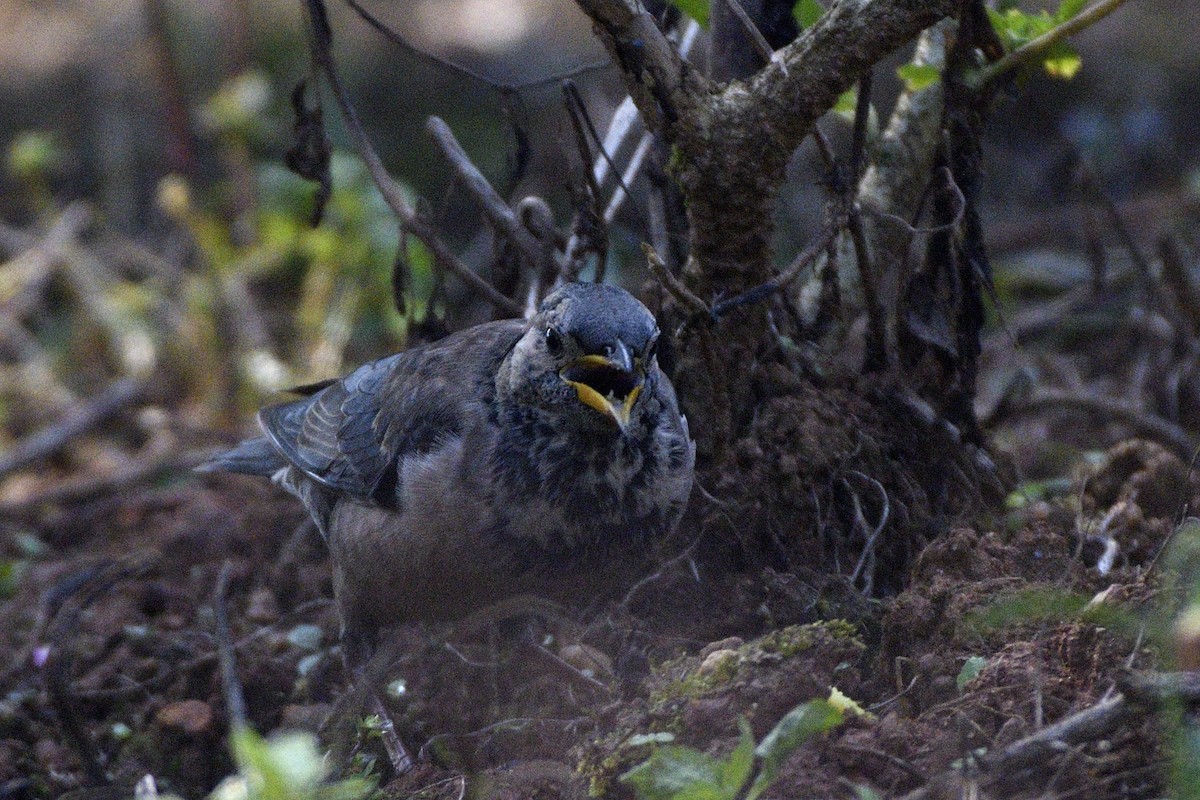 Rosy Starling - ML646692749
