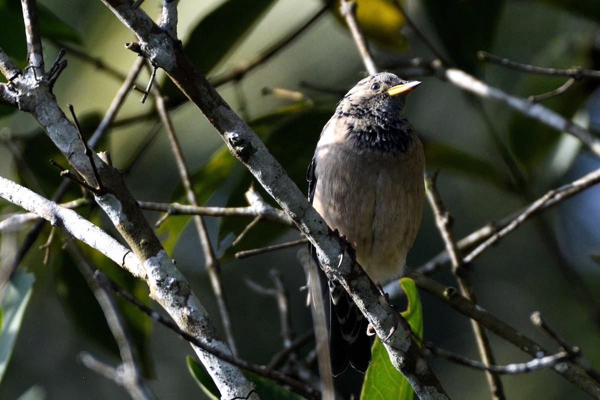 Rosy Starling - ML646692750
