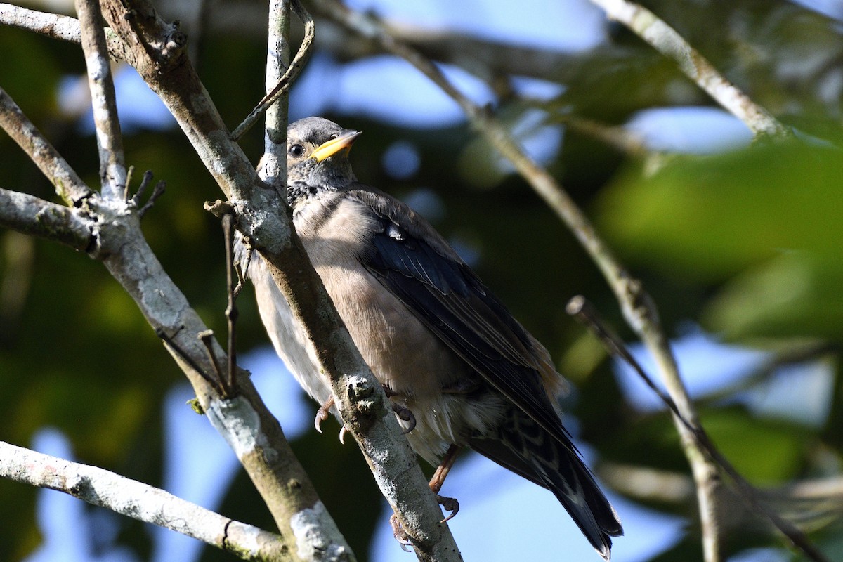 Rosy Starling - ML646692751