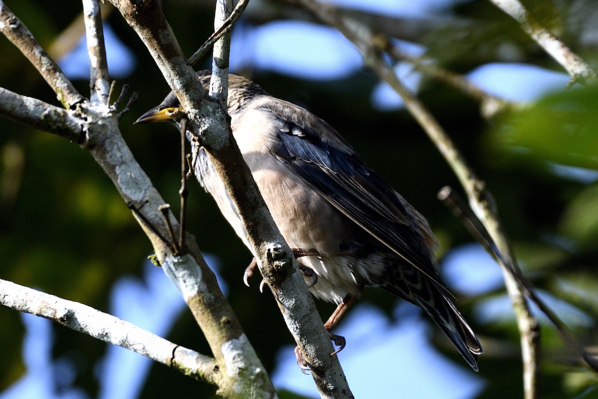Rosy Starling - ML646692752
