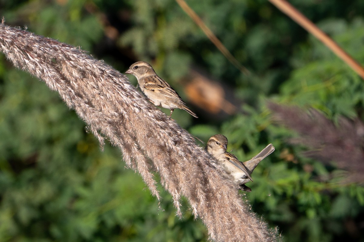 Sind Sparrow - ML646692753