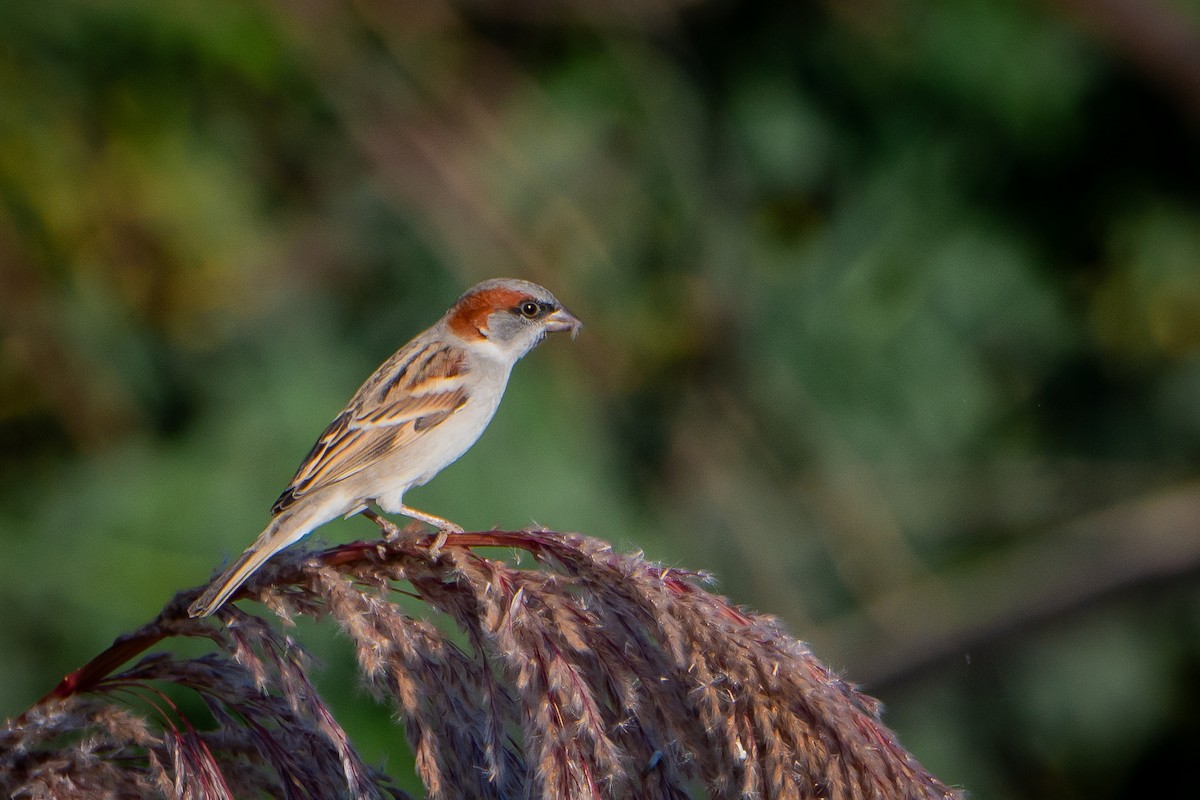 Sind Sparrow - ML646692754