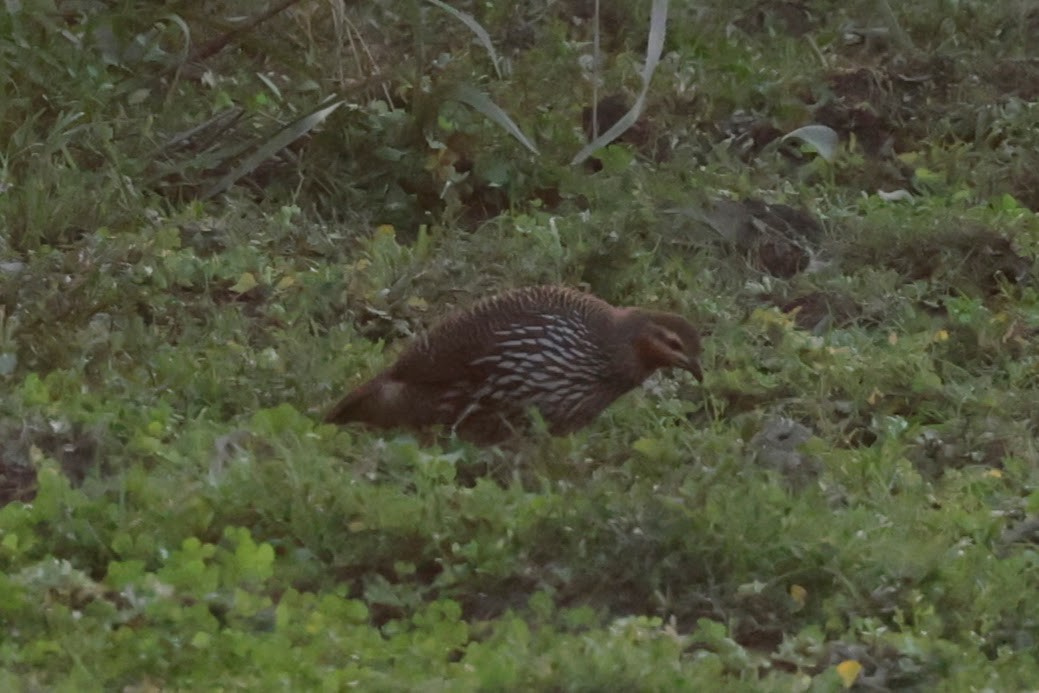 Swamp Francolin - ML646692755