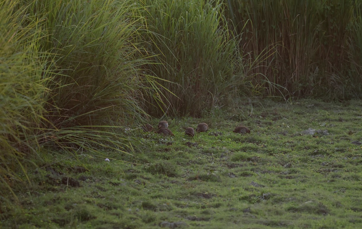 Swamp Francolin - ML646692756