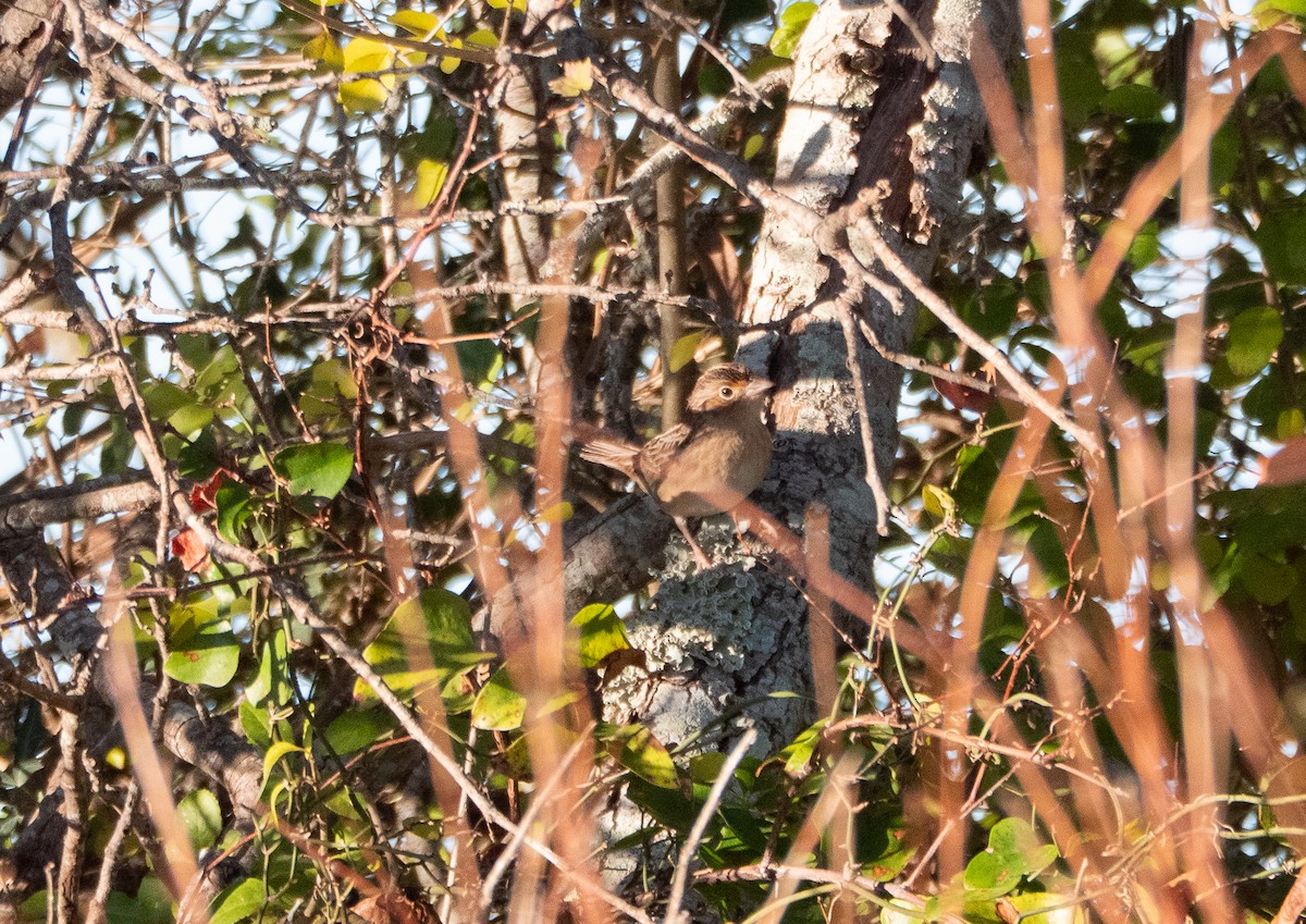 Grasshopper Sparrow - ML646692757