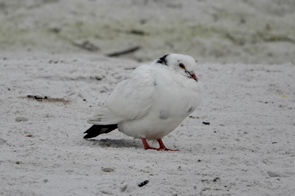 Piccione domestico - ML646692759