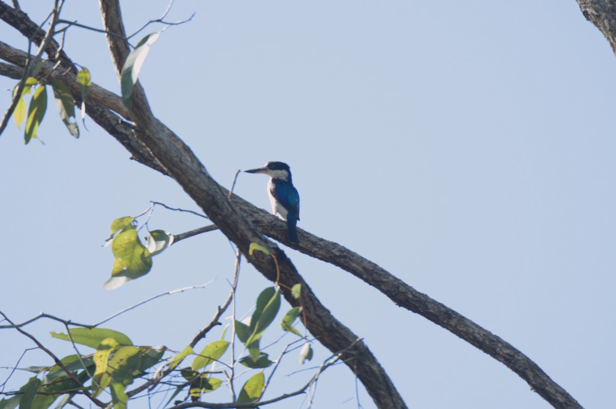 Forest Kingfisher - ML646692776