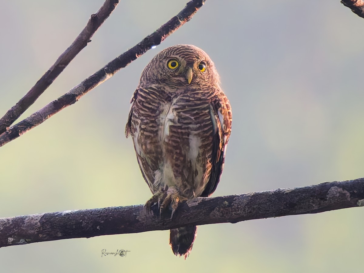 オオスズメフクロウ - ML646692777