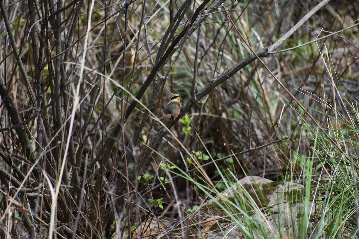 Zeytin Tepeli Hilalgerdan - ML646692784