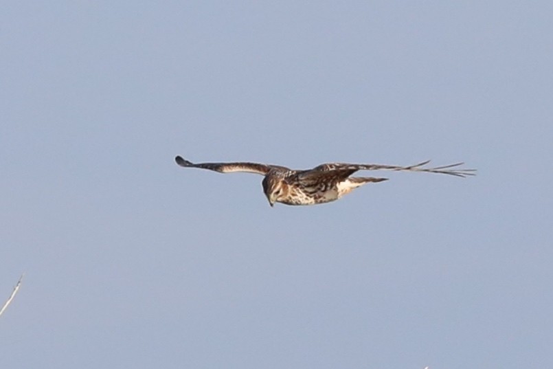 Northern Harrier - ML646692789