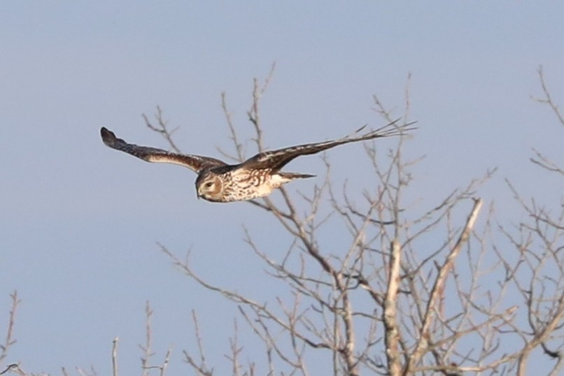 Northern Harrier - ML646692790
