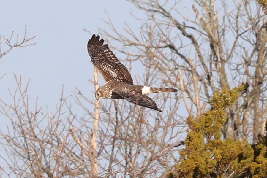 Northern Harrier - ML646692792