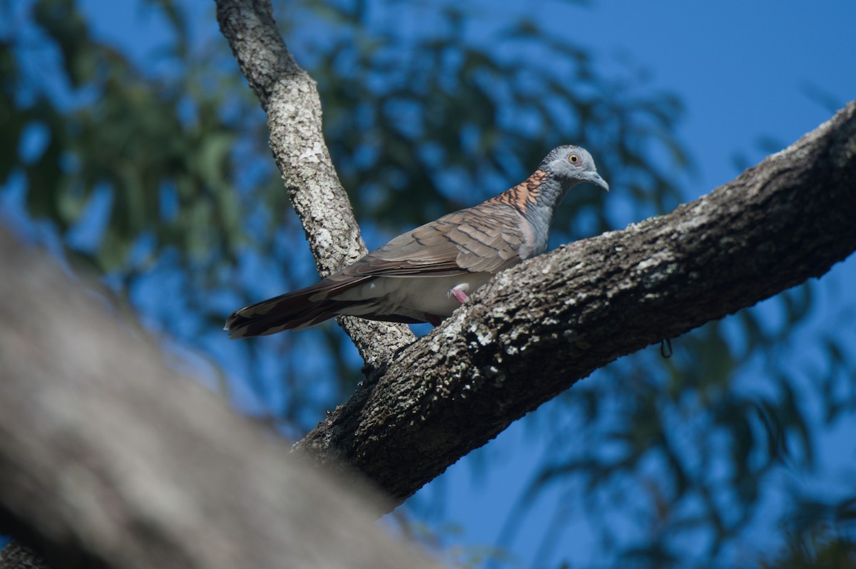 Bar-shouldered Dove - ML646692794